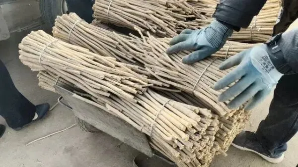 2026年4月16日岷县中药材市场快讯(当归饮片走货缓,成交价格不高)