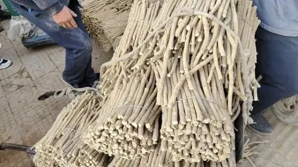 2026年4月16日岷县中药材市场快讯(当归饮片走货缓,成交价格不高)