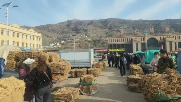 2026年4月16日岷县中药材市场快讯(当归饮片走货缓,成交价格不高)