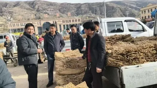 2026年4月16日岷县中药材市场快讯(当归饮片走货缓,成交价格不高)