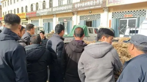 2026年4月16日岷县中药材市场快讯(当归饮片走货缓,成交价格不高)