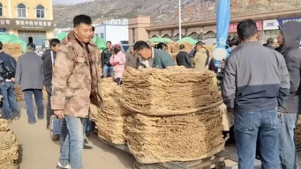 2026年4月16日岷县中药材市场快讯(当归饮片走货缓,成交价格不高)