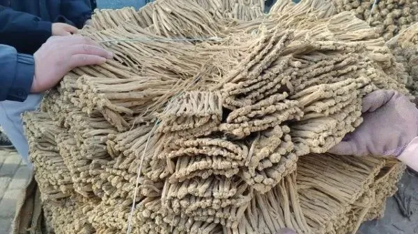 2026年4月16日岷县中药材市场快讯(当归饮片走货缓,成交价格不高)