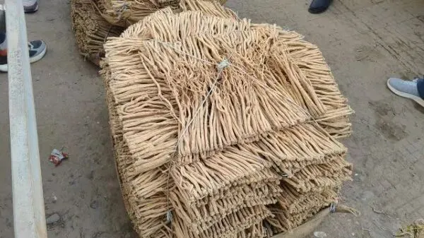 2026年4月16日岷县中药材市场快讯(当归饮片走货缓,成交价格不高)