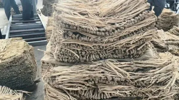 2026年4月16日岷县中药材市场快讯(当归饮片走货缓,成交价格不高)