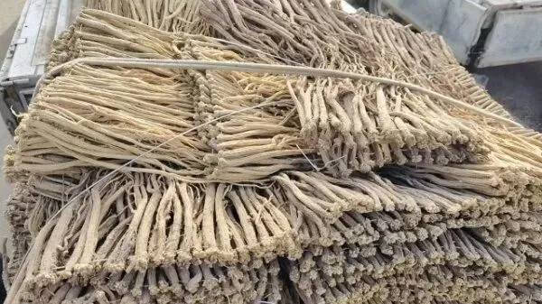 2026年4月16日岷县中药材市场快讯(当归饮片走货缓,成交价格不高)