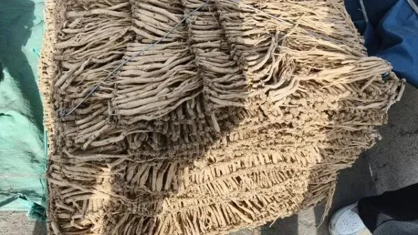 2026年4月16日岷县中药材市场快讯(当归饮片走货缓,成交价格不高)