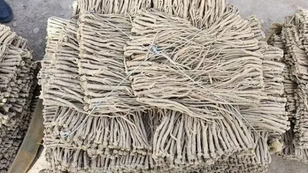 2026年4月16日岷县中药材市场快讯(当归饮片走货缓,成交价格不高)