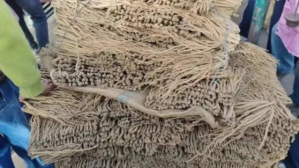 2026年4月16日岷县中药材市场快讯(当归饮片走货缓,成交价格不高)