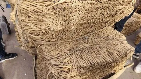 2026年4月16日岷县中药材市场快讯(当归饮片走货缓,成交价格不高)