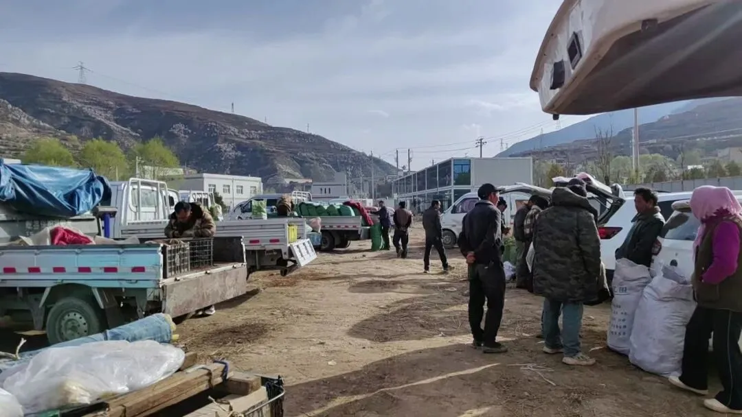 2026年4月16日岷县中药材市场快讯(当归饮片走货缓,成交价格不高)