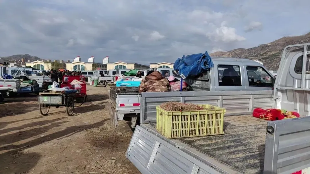 2026年4月16日岷县中药材市场快讯(当归饮片走货缓,成交价格不高)