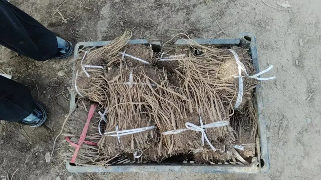 2026年4月16日岷县中药材市场快讯(当归饮片走货缓,成交价格不高)