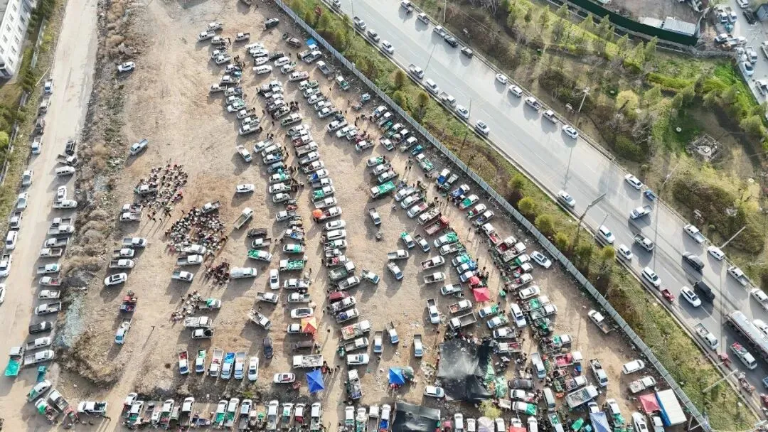 2026年4月16日岷县中药材市场快讯(当归饮片走货缓,成交价格不高)