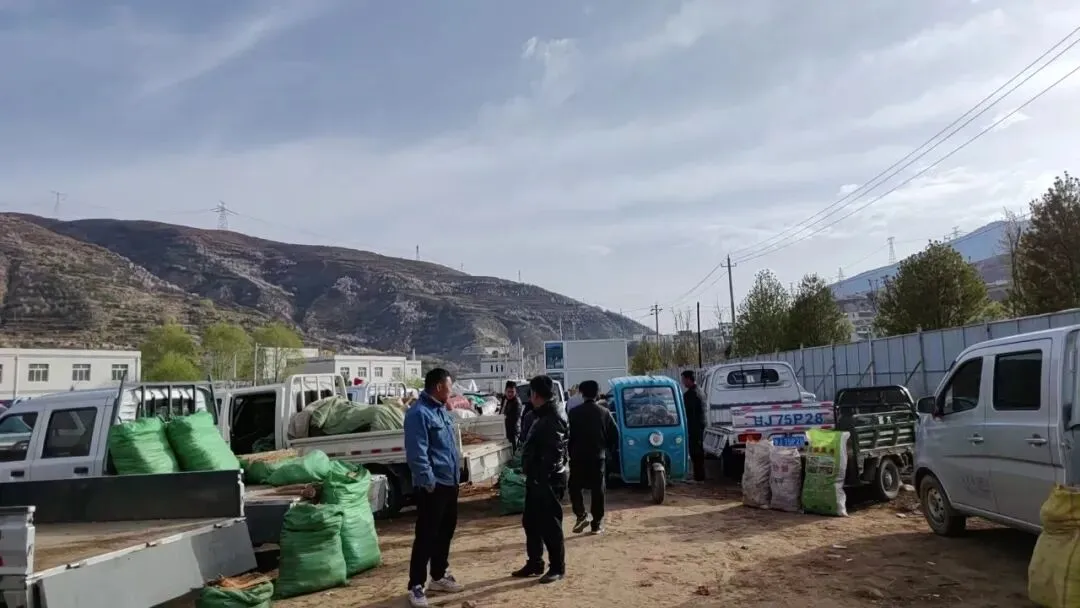 2026年4月16日岷县中药材市场快讯(当归饮片走货缓,成交价格不高)