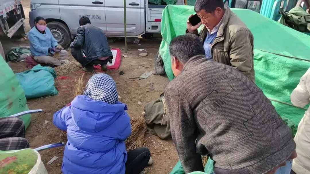 2026年4月16日岷县中药材市场快讯(当归饮片走货缓,成交价格不高)