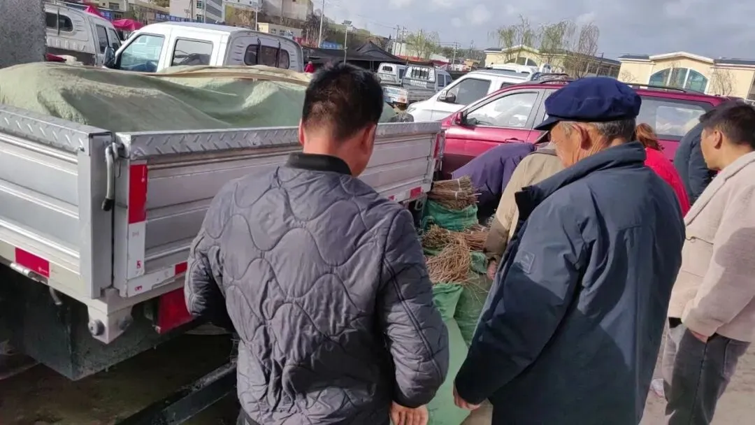 2026年4月16日岷县中药材市场快讯(当归饮片走货缓,成交价格不高)