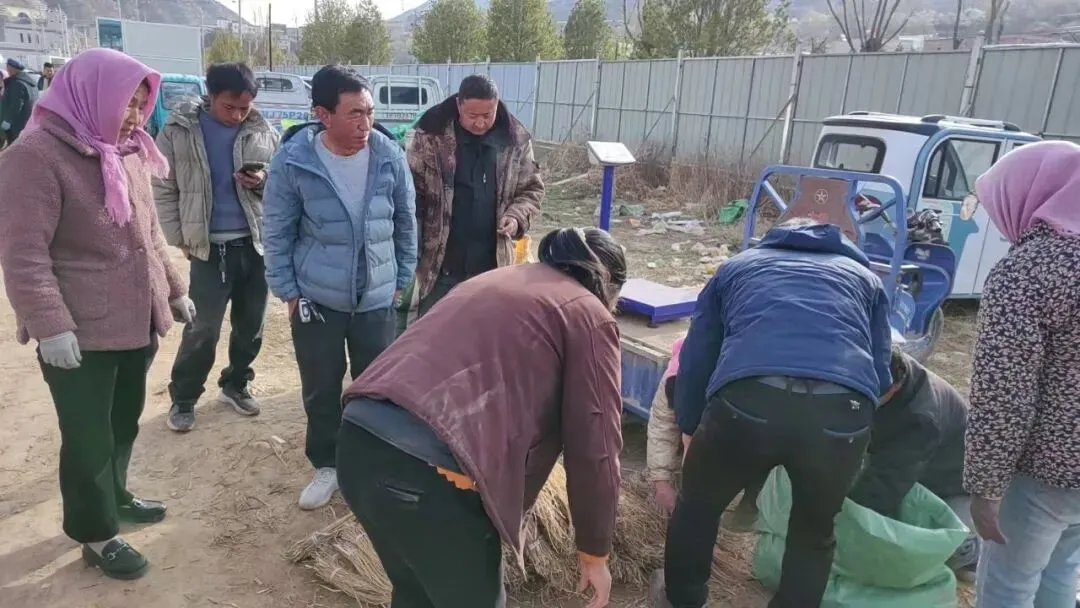 2026年4月16日岷县中药材市场快讯(当归饮片走货缓,成交价格不高)