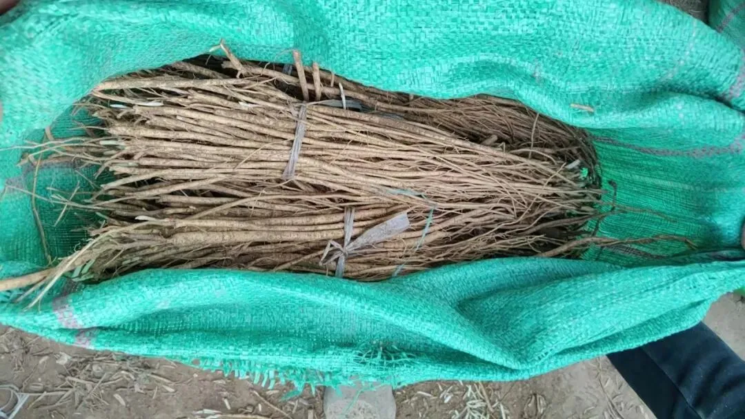 2026年4月16日岷县中药材市场快讯(当归饮片走货缓,成交价格不高)