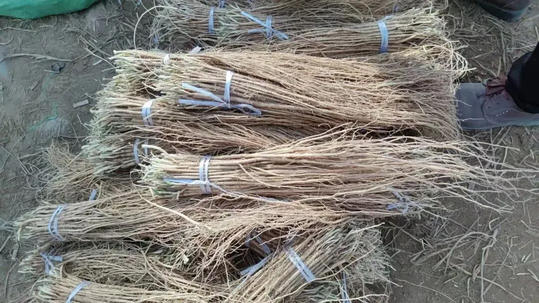 2026年4月16日岷县中药材市场快讯(当归饮片走货缓,成交价格不高)