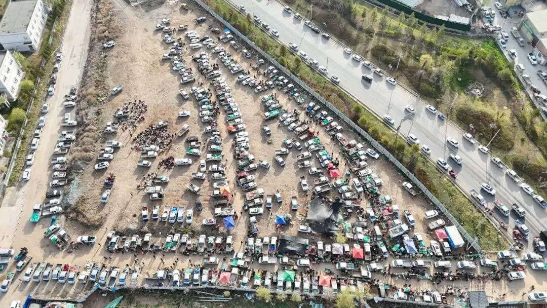 2026年4月16日岷县中药材市场快讯(当归饮片走货缓,成交价格不高)