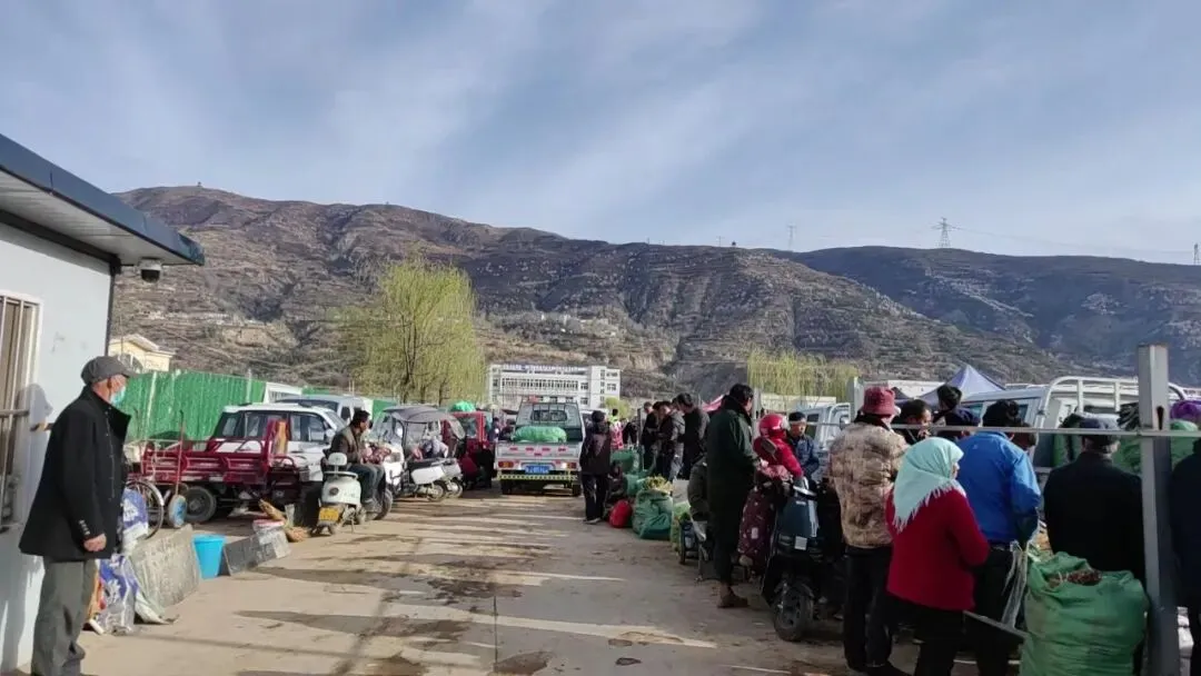 2026年4月16日岷县中药材市场快讯(当归饮片走货缓,成交价格不高)
