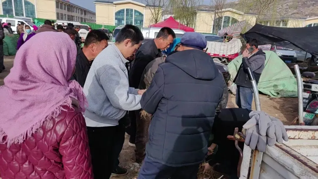 2026年4月16日岷县中药材市场快讯(当归饮片走货缓,成交价格不高)