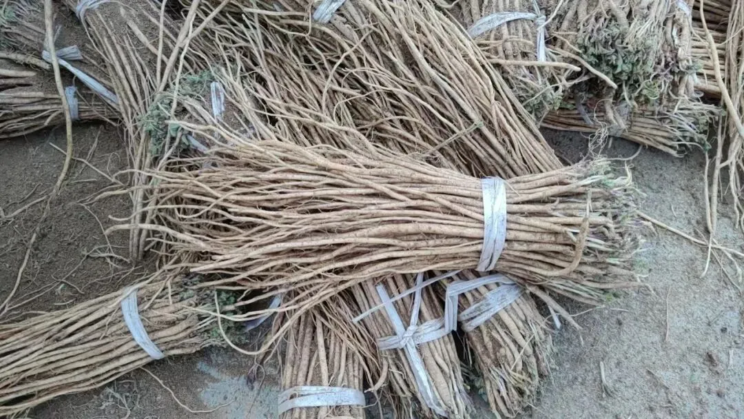 2026年4月16日岷县中药材市场快讯(当归饮片走货缓,成交价格不高)