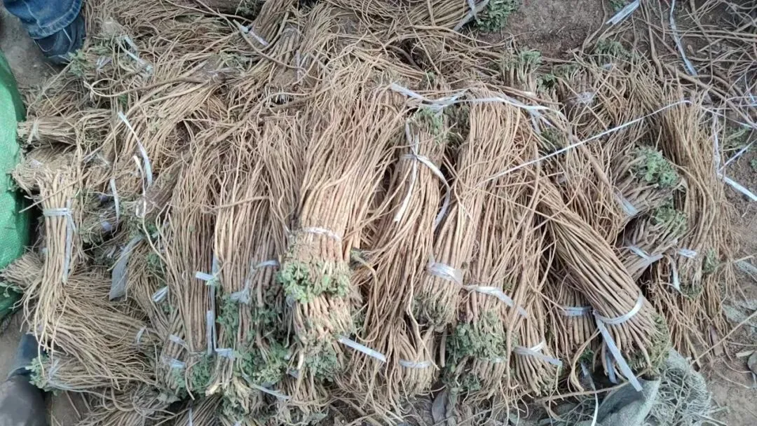 2026年4月16日岷县中药材市场快讯(当归饮片走货缓,成交价格不高)