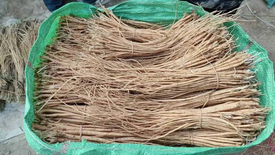 2026年4月16日岷县中药材市场快讯(当归饮片走货缓,成交价格不高)