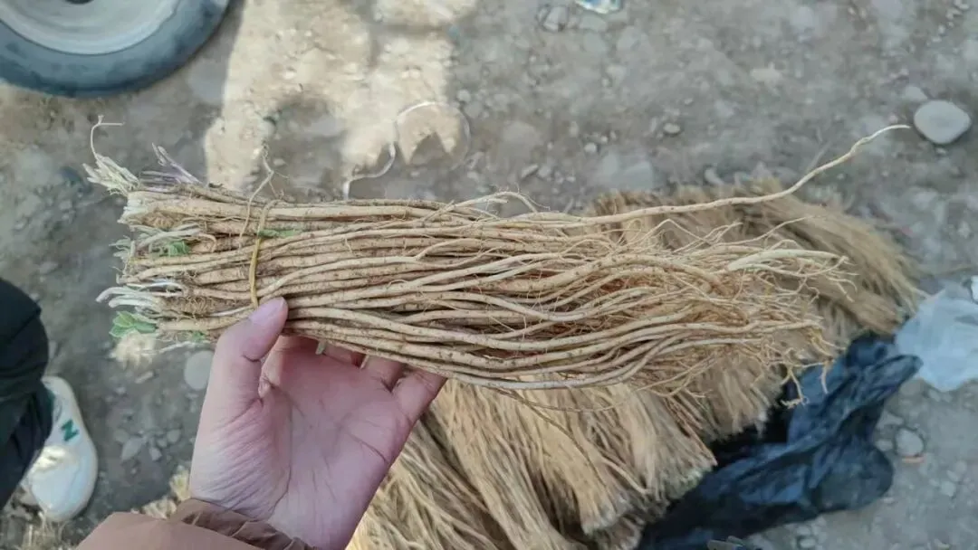 2026年4月16日岷县中药材市场快讯(当归饮片走货缓,成交价格不高)