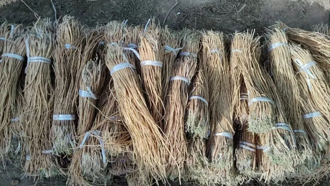 2026年4月16日岷县中药材市场快讯(当归饮片走货缓,成交价格不高)