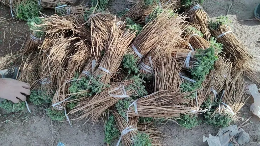 2026年4月16日岷县中药材市场快讯(当归饮片走货缓,成交价格不高)