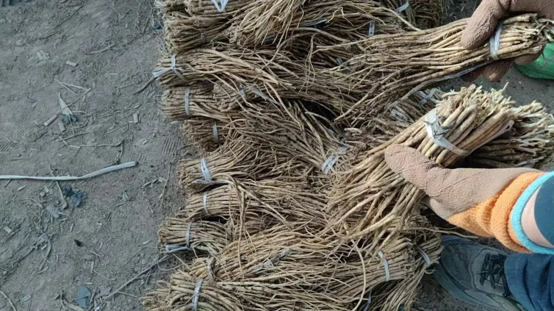 2026年4月16日岷县中药材市场快讯(当归饮片走货缓,成交价格不高)