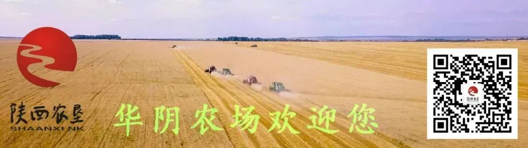 华阴农场推出原生态面粉 上市即受市场热捧