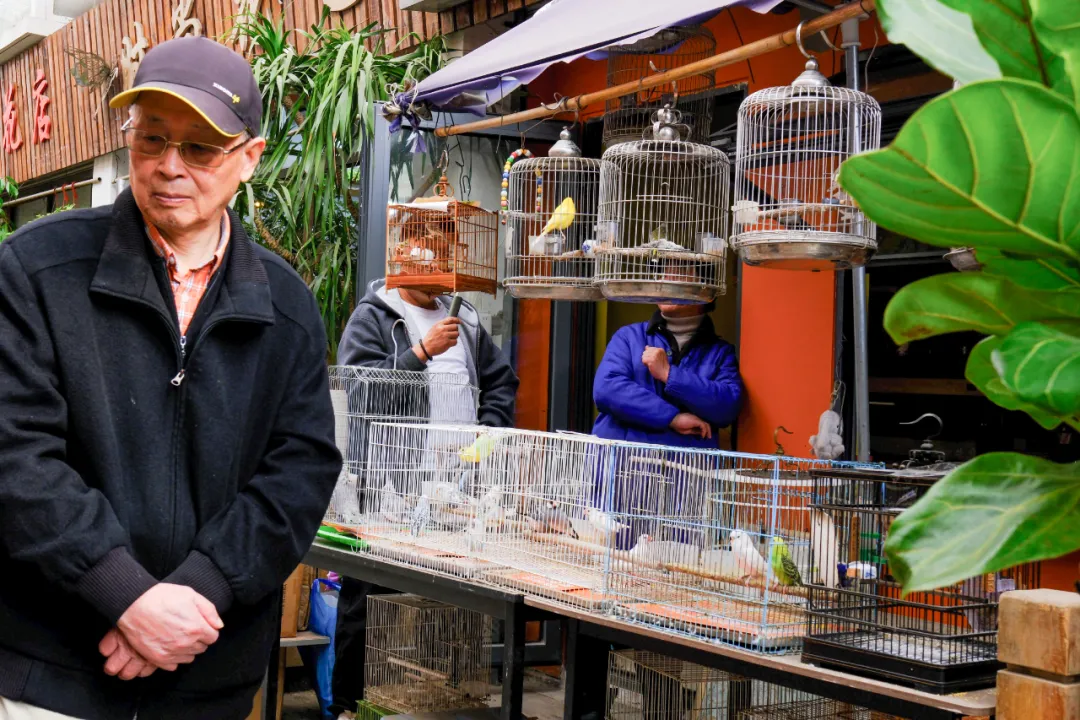 最后的岚灵花鸟市场