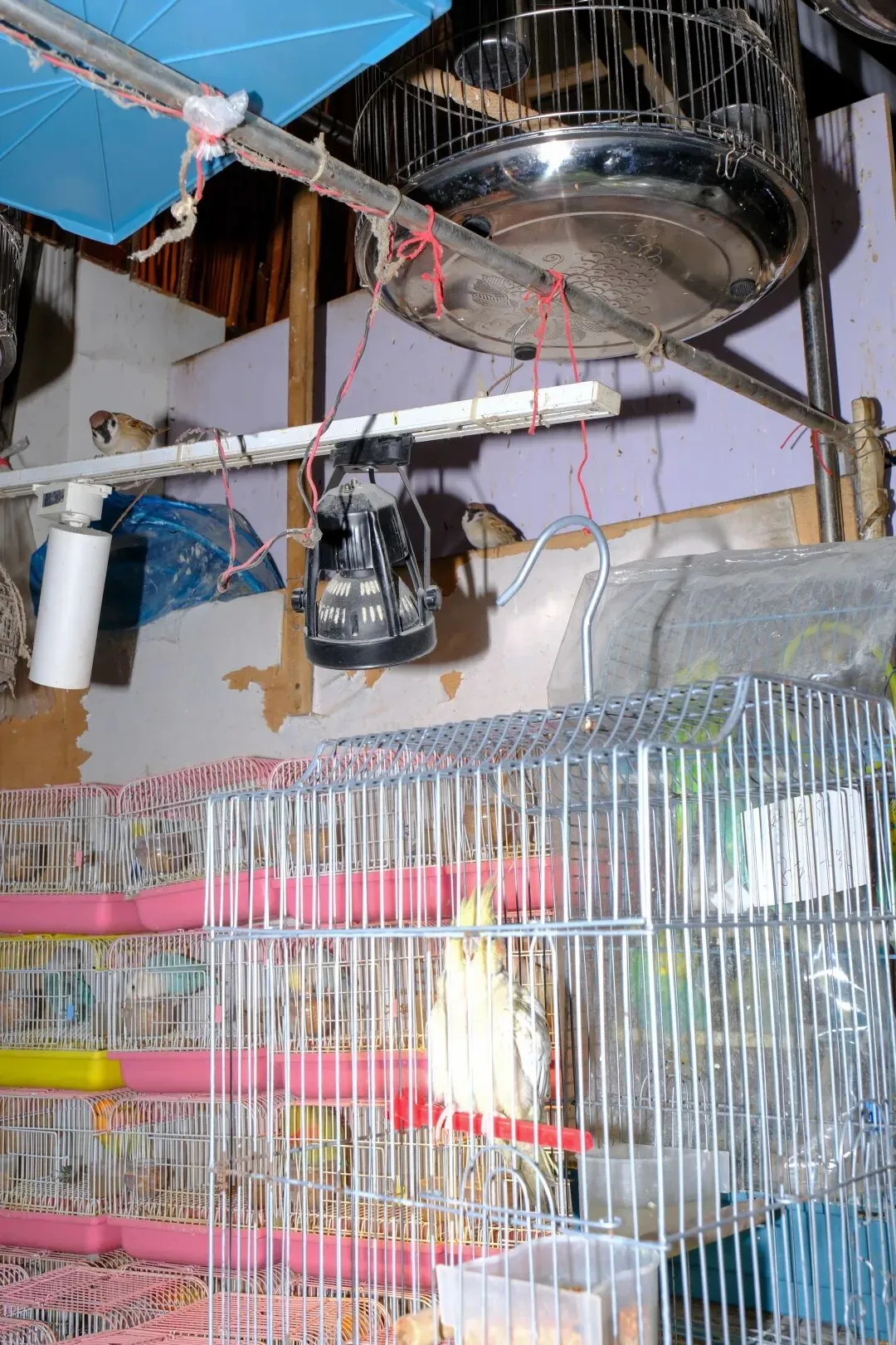 最后的岚灵花鸟市场