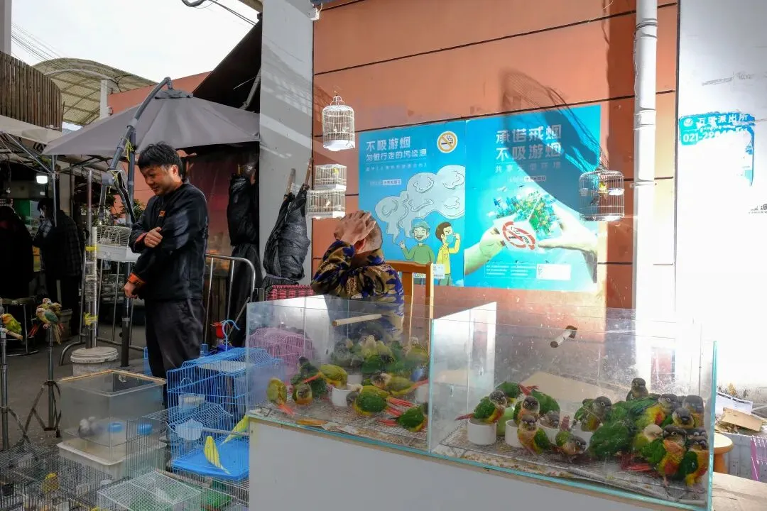 最后的岚灵花鸟市场