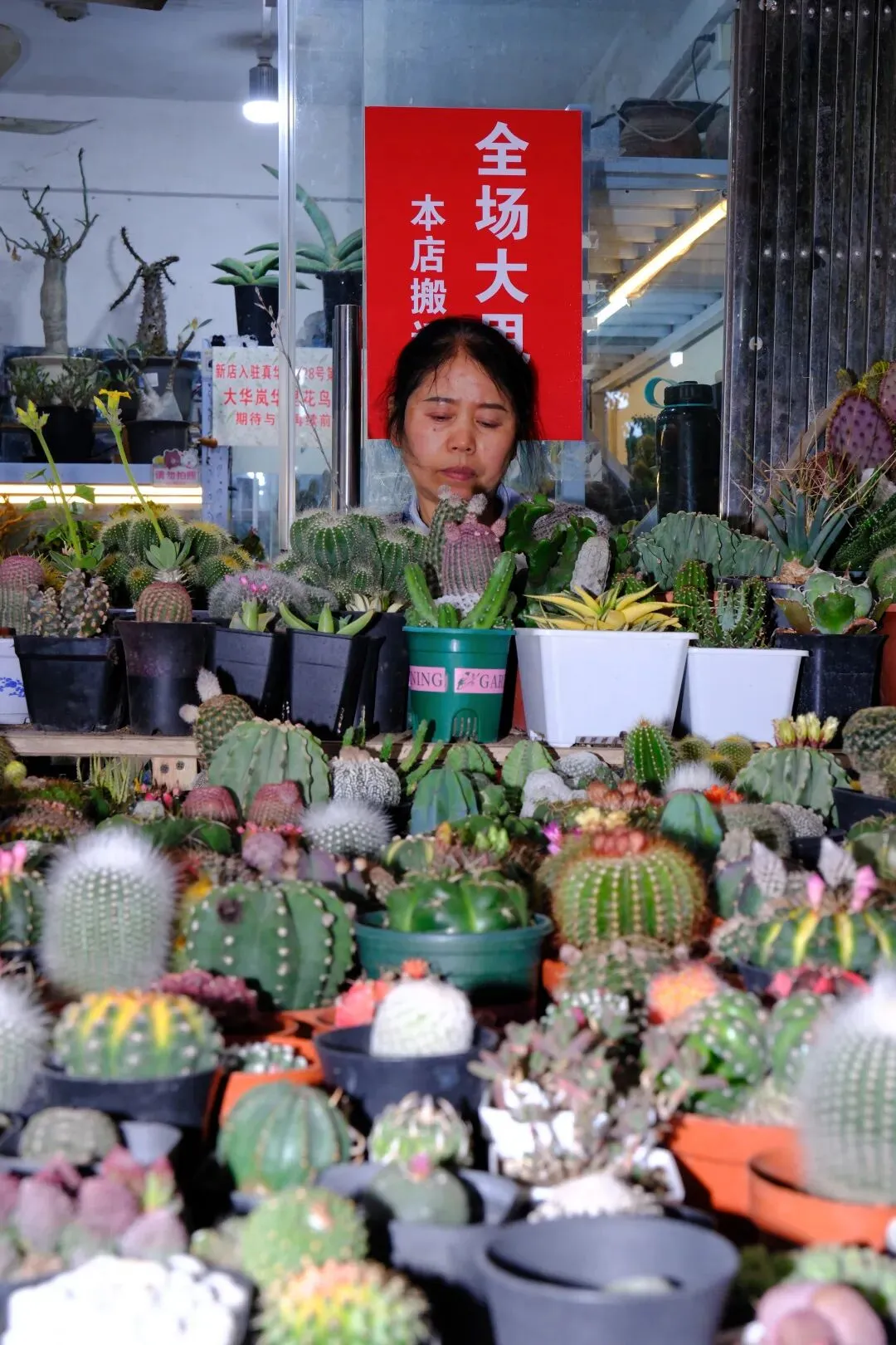 最后的岚灵花鸟市场