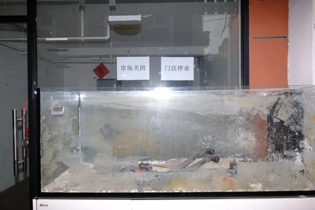 最后的岚灵花鸟市场