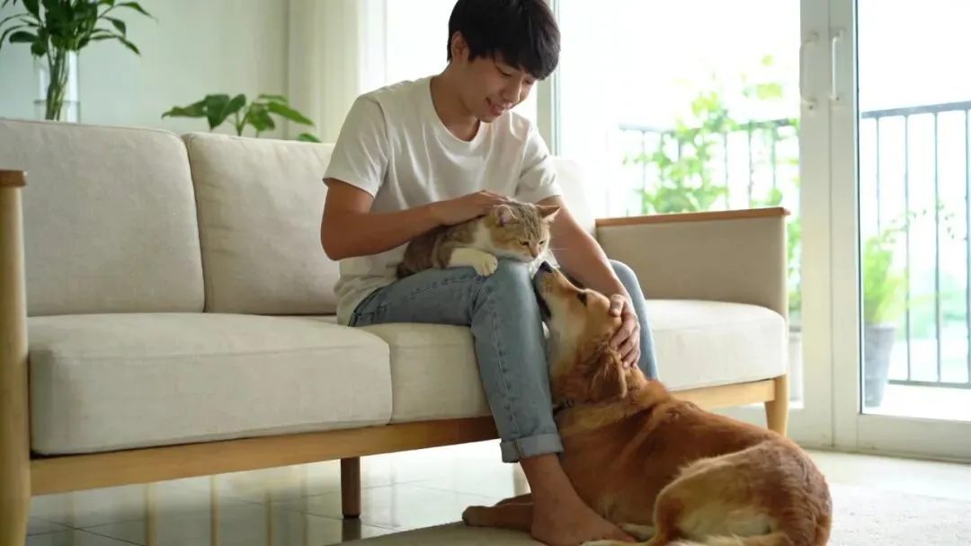 1.26亿猫狗,撑起3100亿市场