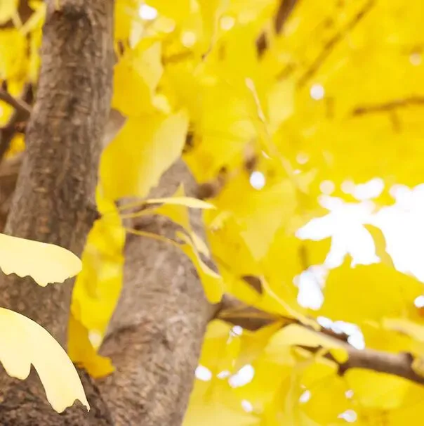 SHEIN的海外营销密码:不靠灵感,靠算法