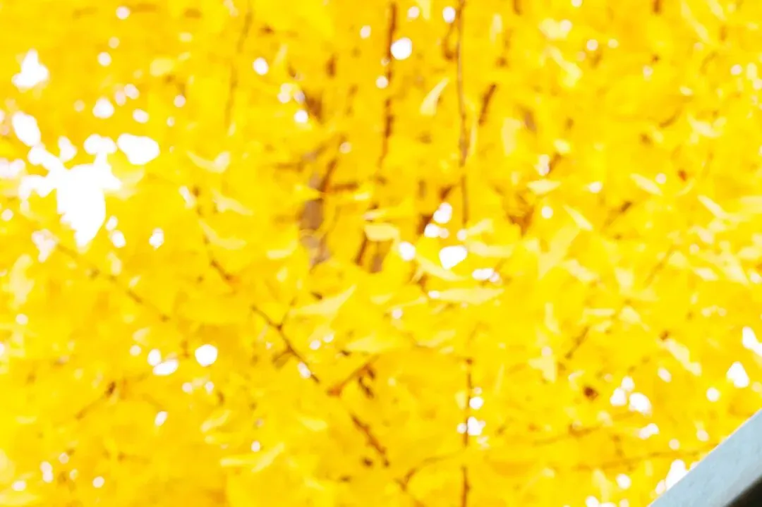 SHEIN的海外营销密码:不靠灵感,靠算法