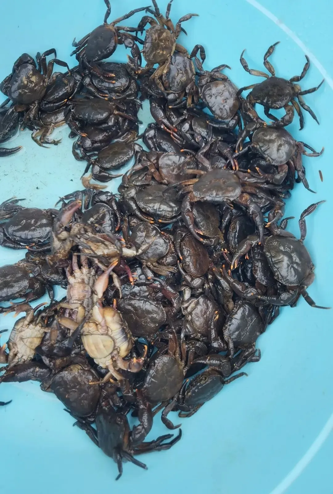 走,逛沧源农贸市场去(之三)