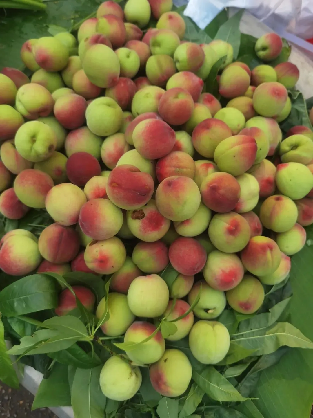 走,逛沧源农贸市场去(之三)