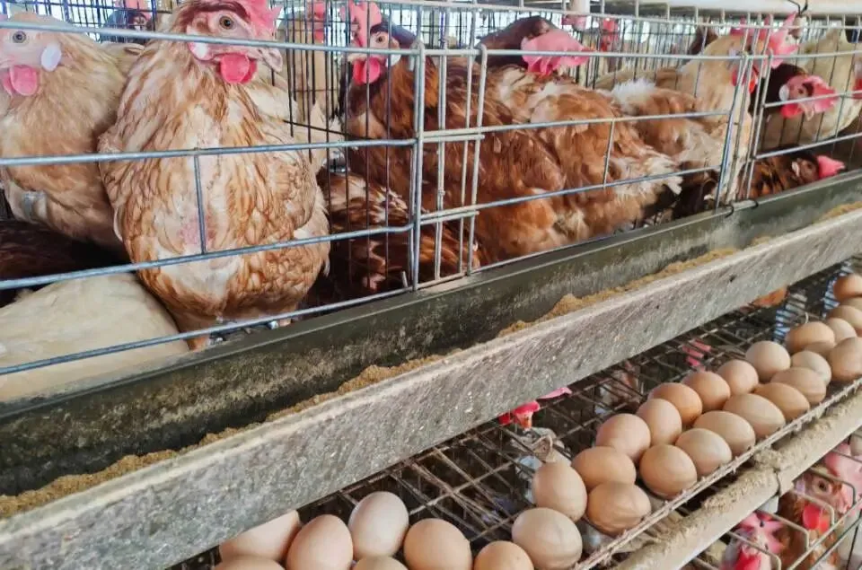 河北馆陶金凤市场粉壳鸡蛋报价(4月16日)