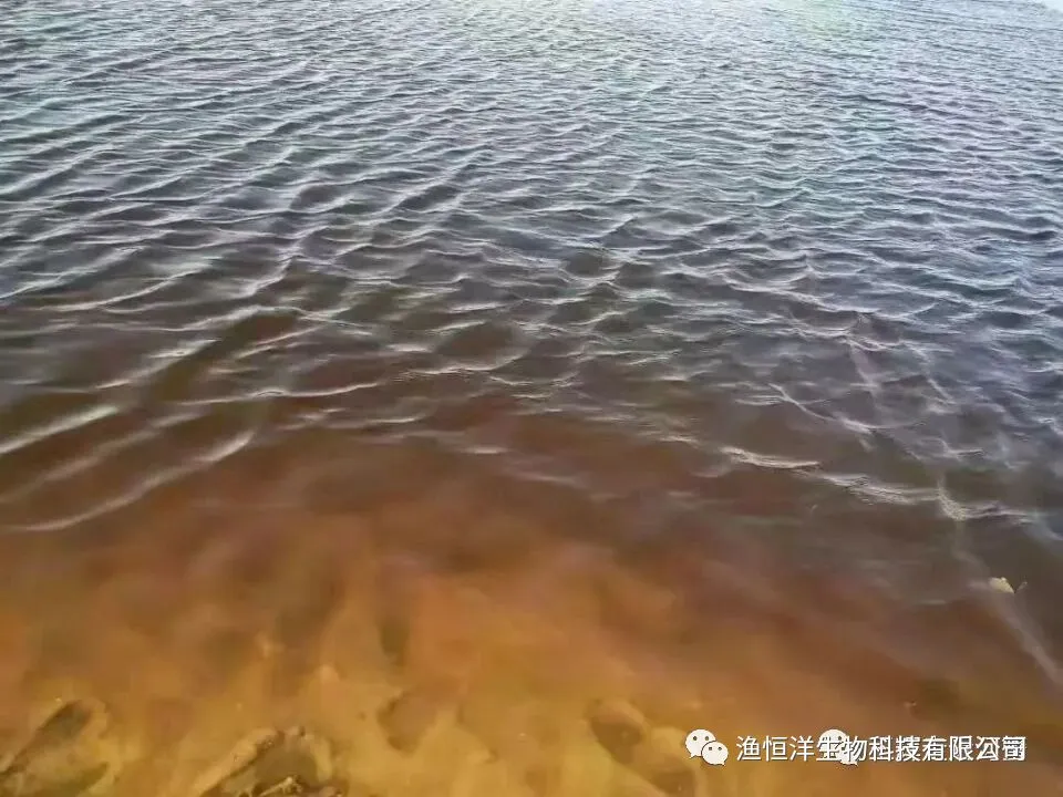 用维生素B12识破市场上的假多维