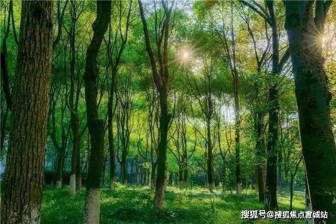 中鹰黑森林 | 中鹰黑森林 (营销中心) 官网 – 2026销售中心 (售楼处)-楼盘欢迎您 – 价格 / 户型 / 地址 / 环境 / 配套 / 交房时间 / 电话