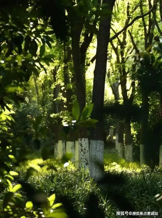 中鹰黑森林 | 中鹰黑森林 (营销中心) 官网 – 2026销售中心 (售楼处)-楼盘欢迎您 – 价格 / 户型 / 地址 / 环境 / 配套 / 交房时间 / 电话