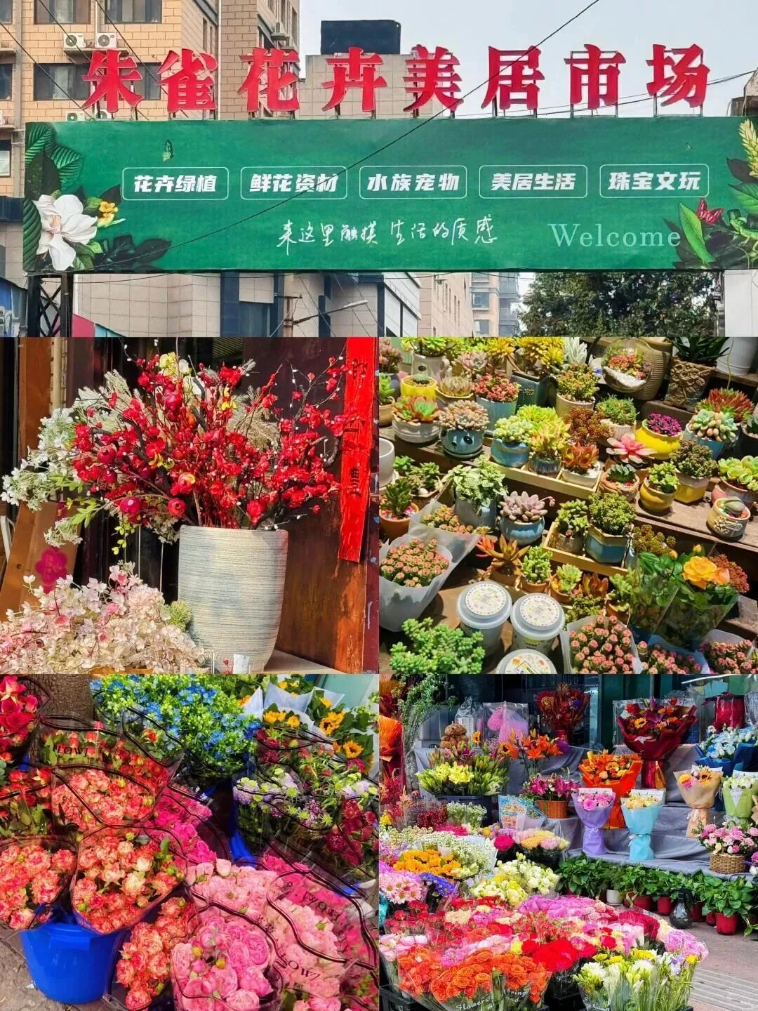 西安花卉市场汇总|一篇搞定买花、拍照、逛市集